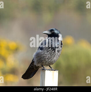 Hybrid Crow in Scotland. Stock Photo