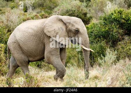 Lonely Lonely African Bush Elephant Looking for Water Stock Photo