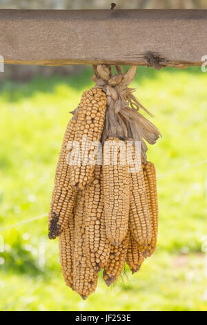 Dried corn cobs hanging on a wooden board Stock Photo
