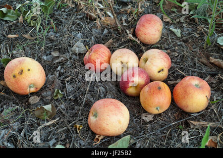 Fallen Gala Apples rot on ground in orchard. Stock Photo
