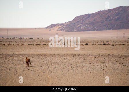 Wild Horse walking in to Desert Stock Photo