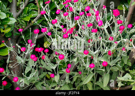 Silene coronaria's magenta flowers Stock Photo