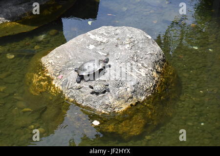 Big and small turtles sun bathing on large rock in pond at park, and were once pets that were released to get freedom. Stock Photo