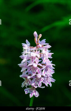 Beautiful Pink Spotted Flower Stock Photo - Alamy