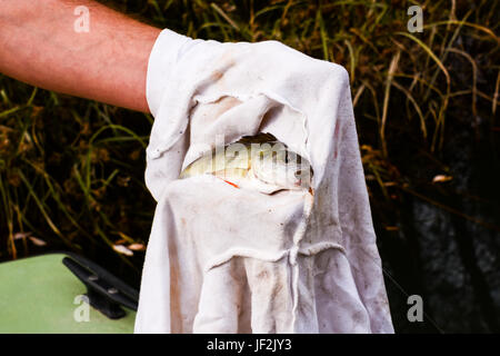 Fish Catched by a Fisherman Stock Photo