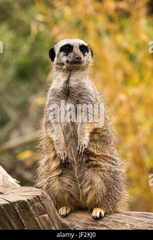 A Photo of a Meerkat on Guard standing Upright Stock Photo