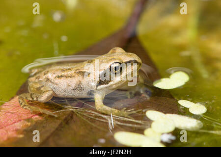 Froglet, Common Frog, Rana temporaria, newly emerged without tail from garden pond in Sussex, UK. June. Stock Photo