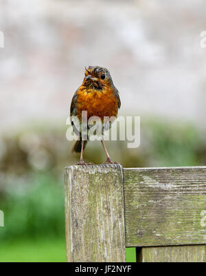 A European robin (Erithacus rubecula), known simply as the robin or robin redbreast  perched on a wooden seat Stock Photo