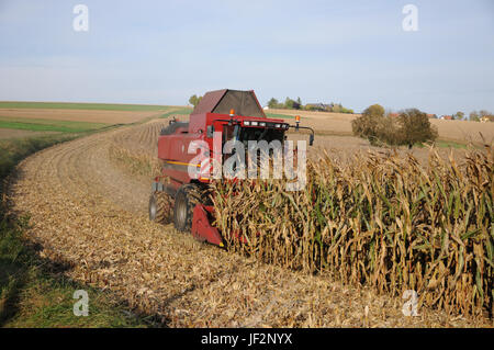 Zea mays, Maize, Harvest Stock Photo