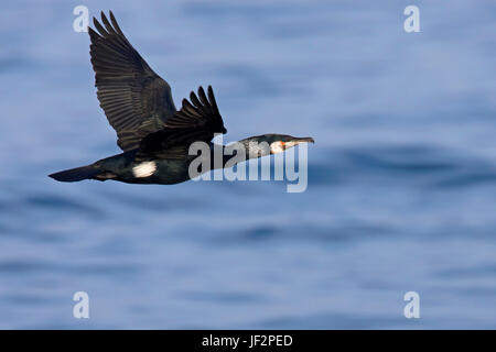 Great cormorant / great black cormorant (Phalacrocorax carbo) in flying over sea in winter Stock Photo