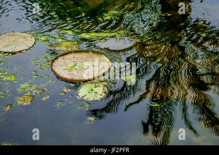 The Santa Cruz water lily, Victoria cruziana, a type of giant water lily in the  Botanical garden in Padova, Italy Stock Photo