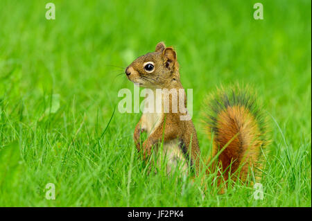 A red squirrel  Tamiasciurus hudsonicus; standing on his rear feet in the deep grass in rural Alberta Canada