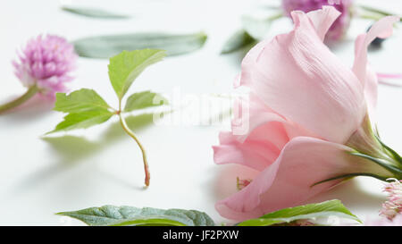 Assorted flowers heads. Stock Photo
