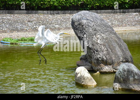 Crane Getting Fish Crane standing in Water eating a fish with good water reflection Stock ...