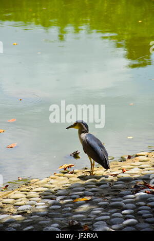 Dark blue heron hunting for food, but being watched by a big frog in a park pond in Taiwan. Stock Photo