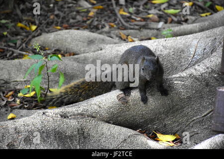 Cute dark squirrel on tree in Taiwan park waiting for food to be given to it from people who pass by. Stock Photo