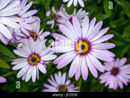 Close up of purple Cape daisies, Osteospermum Cannington Roy flowers, East Lothian, Scotland, UK Stock Photo