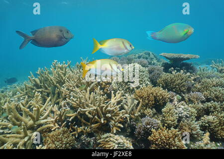 Healthy coral reef with colorful fish rabbitfish, underwater in the lagoon of Grande Terre island, New Caledonia, south Pacific ocean, Oceania Stock Photo