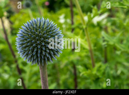 Close up of great globe thistle, Echinops Sphaerocephalus, flower with blurred background, East Lothian, Scotland, UK Stock Photo