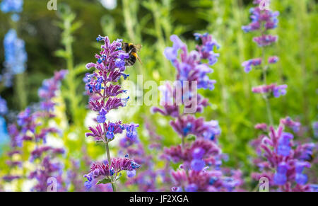 Catmint, Nepeta Six Hills Giant, and forest cuckoo bumblebee, Bombus sylvestris, Scotland, UK Stock Photo