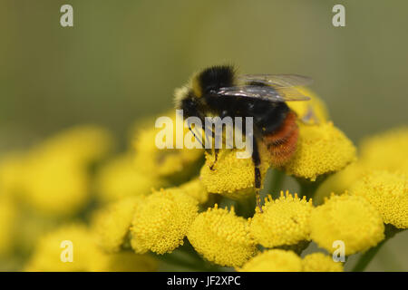 Red-tailed bumblebee Stock Photo