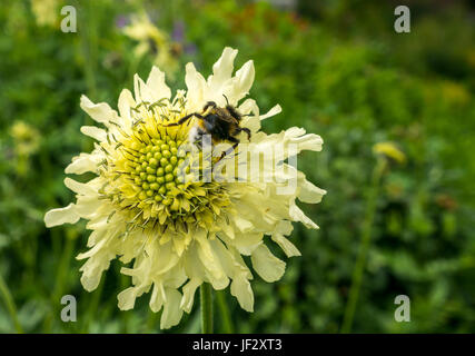 Giant scabious, Cephalaria gigantea, flower with bee, Bombus sylvestris, Scotland, UK Stock Photo