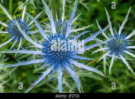 Close up of blue spiky sea holly, Eryngium Tripartitum flowers East Lothian, Scotland, UK Stock Photo