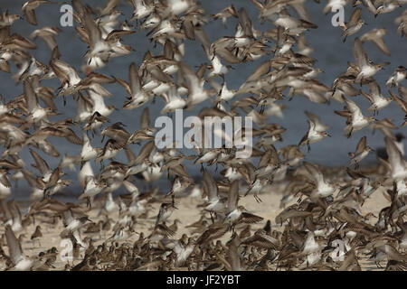 mixed shorebird flock, mostly semi-palmated sandpipers, Delaware bay, New Jersey Stock Photo
