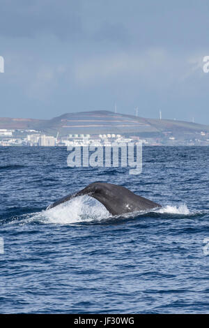 Female Sperm Whale, Physeter macrocephalus, or cachalot, fluking in front of Funchal, Madeira, North Atlantic Ocean Stock Photo