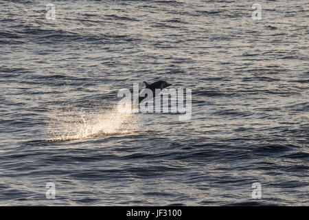 Pantropical spotted dolphin, Stenella attenuata, porpoising at sunrise, off Mindelo, Cape Verde