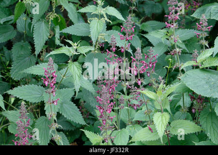 Hedge Woundwort in flower, Stachys sylvatica Stock Photo