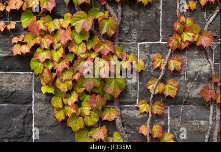 Ivy on a stone wall Stock Photo