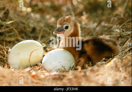 Grey or East African Crowned Crane Balearica regulorum gibbericeps. Ground nest with two eggs plus just hatched chick. Stock Photo