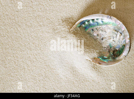 Big abalone shell on white sand. Also ormer, sea ear, muttonfish or muttonshell. Haliotis, sea snail with open spiral structure. Stock Photo