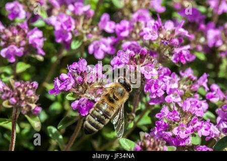 Bee on Thymus pulegioides 'Kurt', Broad-leaved thyme, Lemon thyme, pollination Stock Photo