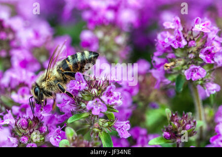 Bee on Thymus pulegioides 'Kurt', Broad-leaved thyme, Lemon thyme, pollination Stock Photo