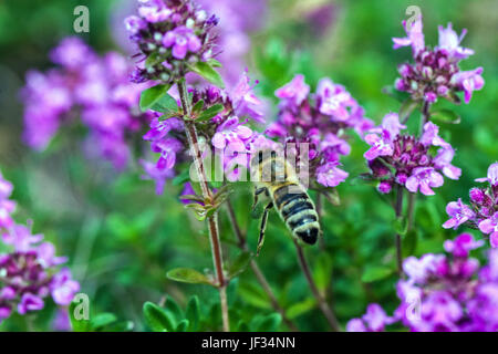 Bee on Thymus pulegioides 'Kurt', Broad-leaved thyme, Lemon thyme, pollination Stock Photo