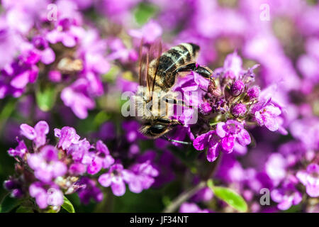 Bee on Thymus pulegioides 'Kurt', Broad-leaved thyme, Lemon thyme, pollination Stock Photo