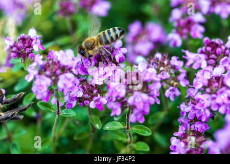 Bee on Thymus pulegioides 'Kurt', Broad-leaved thyme, Lemon thyme, pollination Stock Photo