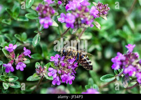 Bee on Thymus pulegioides 'Kurt', Broad-leaved thyme, Lemon thyme, pollination Stock Photo