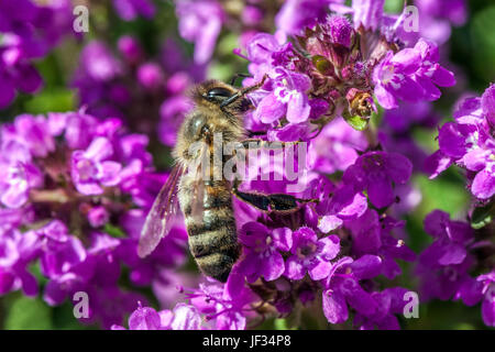 Bee on Thymus pulegioides 'Kurt', Broad-leaved thyme, Lemon thyme, pollination Stock Photo