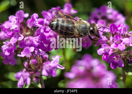 Bee on Thymus pulegioides 'Kurt', Broad-leaved thyme, Lemon thyme, pollination Stock Photo