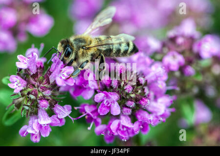 Bee on Thymus pulegioides ' Kurt ' Stock Photo