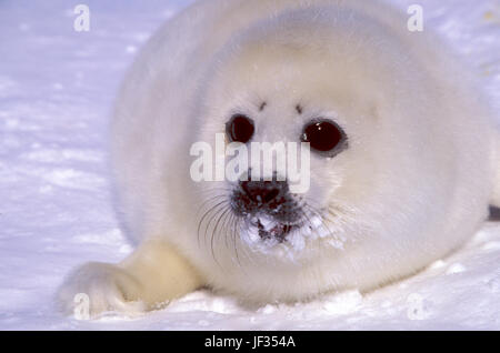 Harp seal pup (Phoca goenlandica) on the ice, Magdalen Islands, Canada. Pups are white only for a few weeks after birth. Stock Photo
