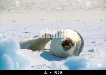 Harp seal pup (Phoca goenlandica) and it mother on the ice, Magdalen Islands, Canada. Pups are white only for a few weeks after birth. Stock Photo