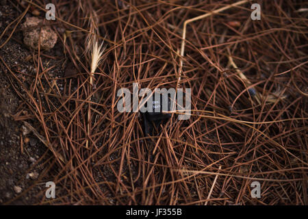 close up of a piece of broken keyboard Stock Photo