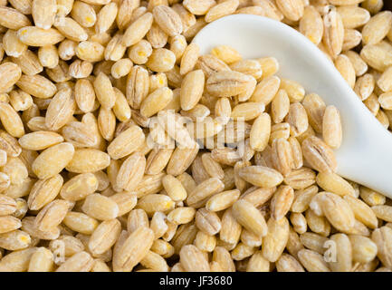 A spoon is buried in a stock of Pearl Barley Stock Photo