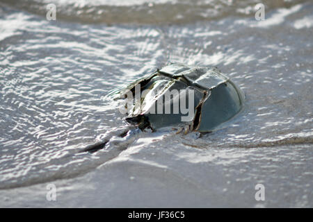 Horseshoe crab Stock Photo