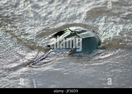 Horseshoe crab Stock Photo