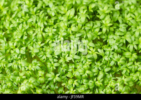 Garden cress, fresh sprouts and young leaves. Edible herb, microgreen. Also mustard and cress, garden pepper cress, pepperwort or pepper grass.
